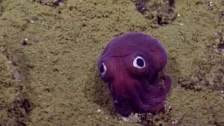 Googlyeyed Stubby Squid  Nautilus Live [upl. by Ecienal]