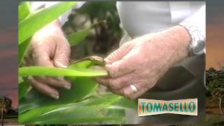 Tomasello Pest Control TV commercial [upl. by Barthold]