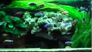 Malawi Cichliden Aquarium 200x70x50 von Julian 2012 [upl. by Randolf]