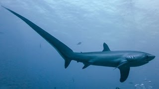 THRESHER SHARKS KILL PREY WITH TAIL [upl. by Lleunamme343]