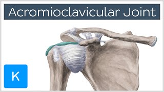 Acromioclavicular Joint  Location amp Function  Human Anatomy  Kenhub [upl. by Puett]