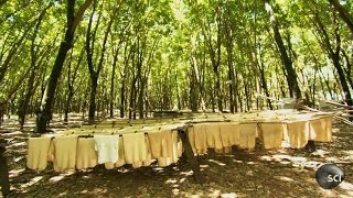 Natural Rubber  How Its Made [upl. by Ellie]