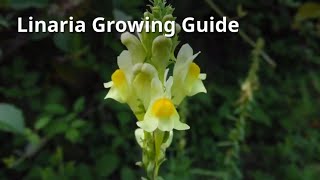 Linaria Growing Guide [upl. by Ahsinat]