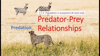 PredatorPrey Relationships A level Biology [upl. by Ivens]