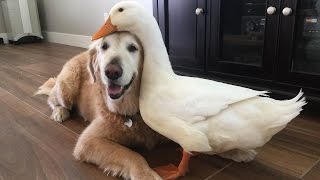 Dog And Duck Are Inseparable Best Friends [upl. by Rossi565]