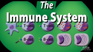 The Immune System Overview Animation [upl. by Stone]