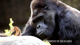 Meet Ivan  A Gorillas Story [upl. by Llebpmac]