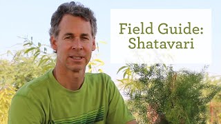 The Healing Benefits of the Ayurvedic Herb Shatavari [upl. by Bret]