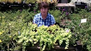 Creeping Jenny  A Beautiful Ground Cover  Lysimachia nummularia [upl. by Anirol]