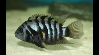 TOP 5 Convict Cichlid tank mates you may NOT KNOW [upl. by Ahsimet548]