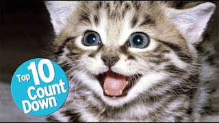 Top 10 Domesticated Cat Breeds [upl. by Turley]