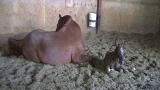 A Beautiful Birth of a Foal [upl. by Selrhc]