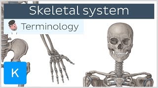 Skeletal system  Anatomical terminology for healthcare professionals  Kenhub [upl. by Dredi272]