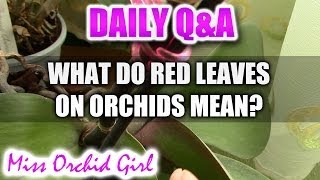 QampA  What do red colored Orchid leaves mean [upl. by Pol]