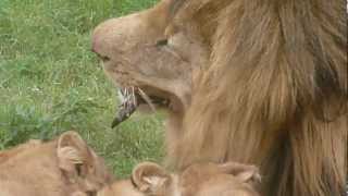 Lions eating warthog [upl. by Carmella843]