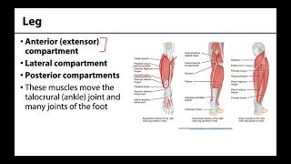 Lower Limb  Muscle Compartments [upl. by Halilad]