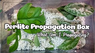 Making A Propagation Box  Perlite As Rooting Medium [upl. by Oznecniv]