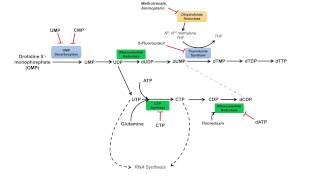 Pyrimidine Synthesis and Salvage Pathway [upl. by Suoivatnom]