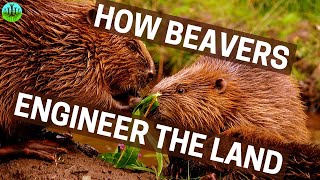 How Beavers Engineer The Land [upl. by Melany139]