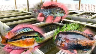 PRIVATE Rare Cichlid Fish Farm Tour [upl. by Neyugn]