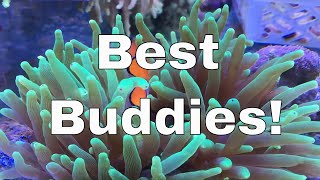 Clownfish and Anemone Symbiotic Relationship [upl. by Neel]