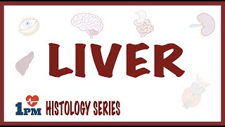 Liver Histology [upl. by Gnilhsa]