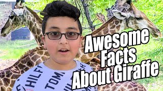 Giraffe Facts Information Habitat amp Lifespan  Animal Husbandry [upl. by Ahron]