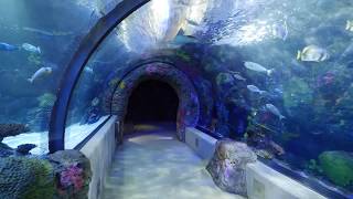 Virtual Walkthrough of the Virginia Aquarium [upl. by Stiles]