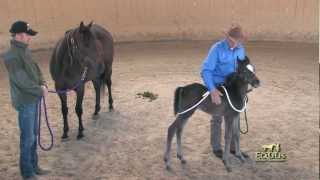 Foal Handling with Monty Roberts [upl. by Mihar48]