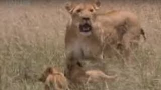 Lion Feeds Her Adorable Cubs A Warthog Snack  BBC Wildlife [upl. by Aitetel]