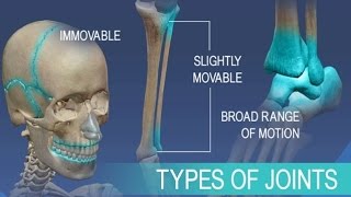 Anatomy and Physiology of Articulations Joints [upl. by Aisat]