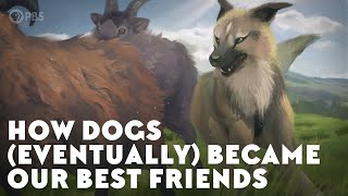 How Dogs Eventually Became Our Best Friends [upl. by Yllatan]