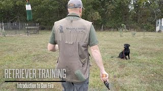 Introduce Your Labrador to Gunfire  Hunting Dog Training [upl. by Jeno]