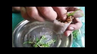 Growing Orchids from Seed Germination Orchids Care Tips [upl. by Nylrahs278]