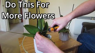 How to get your Phalaenopsis orchids to flower again [upl. by Rola]