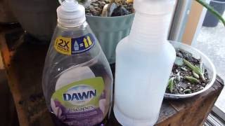 Killing Stink Bugs With Dawn Dish Soap And Water [upl. by Nassah]