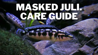 How to Care for Masked Juli Cichlids  Care and Breeding Guide Julidichromis Transcriptus [upl. by Ezarras]