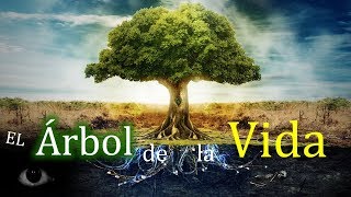 El árbol de la vida Significados y culturas [upl. by Adalbert]