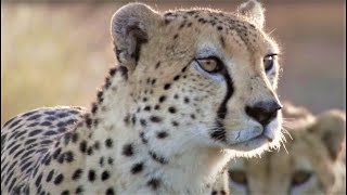 Best Cheetah Moments  Top 5  BBC Earth [upl. by Eelanaj814]