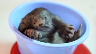 Australia Zoo welcomes first baby echidna [upl. by Kenimod]