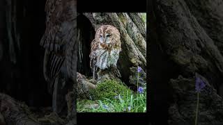 EP35 Tawny Owl  Bird Song [upl. by Risay]