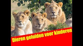 Dieren geluiden voor kinderen  Dutch  Abrillian Channel [upl. by Lairea]