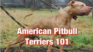 American Pitbull Terriers 101 [upl. by Sandell]