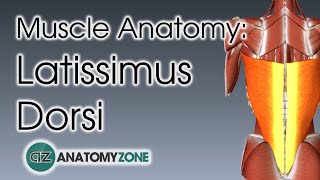 Latissimus Dorsi  Muscle Anatomy [upl. by Waiter]