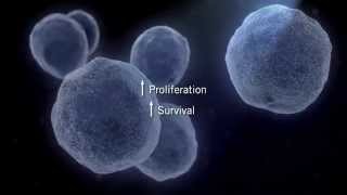 The MAPK Signaling Pathway [upl. by Aemat]