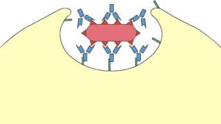 Phagocytosis Opsonization [upl. by Ihsorih]