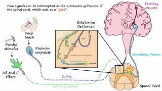 Gate Control Theory of Pain [upl. by Bently]