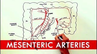 Anatomy tutorial  The Mesenteric Arteries [upl. by Ytsirt233]