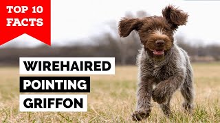 Wirehaired Pointing Griffon  Top 10 Facts [upl. by Cotsen781]