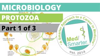 Protozoa  Microbiology  USMLE STEP 1  Part 1 of 3 [upl. by Nesta]